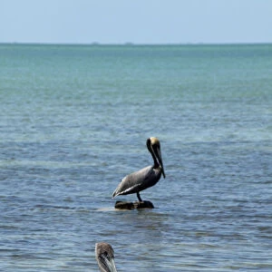 Tavernier, Florida Keys Wildlife Rehab Center, pelicans