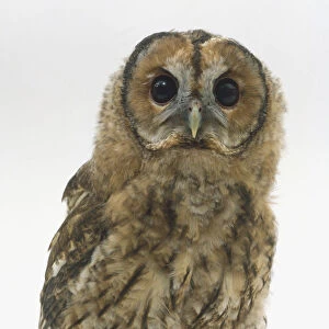 Tawny Owl (Strix aluco), front view