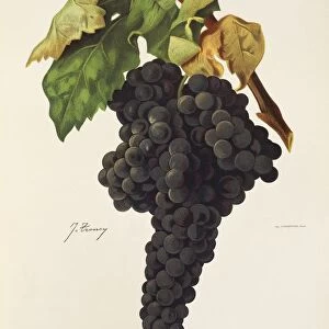 Tempranillo grape, illustration by J. Troncy