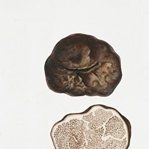 Terfezia leonis, illustration
