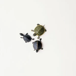Three terrapins, Stinkpot turtle (Sternotherus odoratus), Red-eared turtle (Trachemys scripta elegans) and Painted turtle (Chrysemys picta), view from above