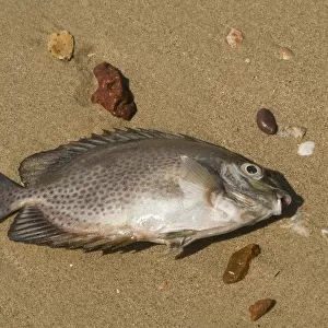 Thailand, fish washed up on a beach