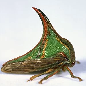 Thorn Bug, detail of pointed, curved, brightly coloured horn, side view