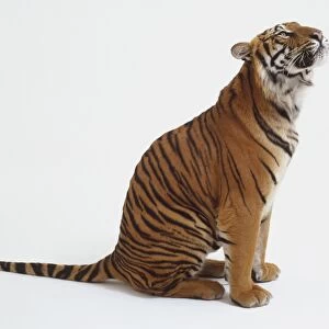 Tiger (Panther tigris) sitting, looking up, side view