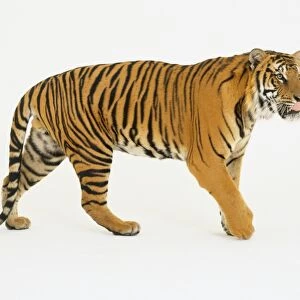 Tiger (Panthera tigris) advancing, licking its lips with tongue, side view
