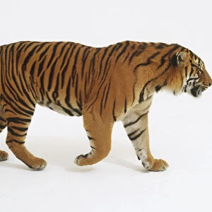 Tiger (Panthera Tigris) striding ahead, side view