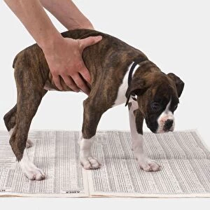 Toilet training a boxer puppy, hands placing dog on newspaper