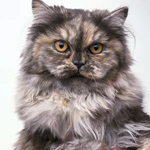 Tortie Cameo Longhair cat with orange eyes