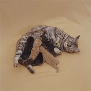 Tortie-tabby cat lying down as litter of newborn suckling kittens