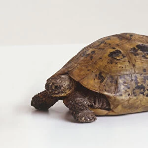 Tortoise (Testudinidae), side view