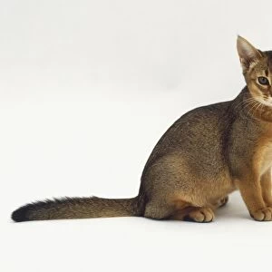 Tortoiseshell Oriental Shorthair Cat (Felis catus) sitting down, looking backwards, side view