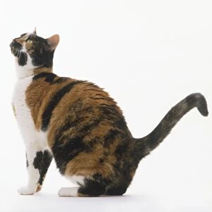 Tortoiseshell and white Cat (Felis catus) in seated position, looking up, side view