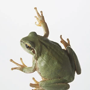 Tree frog, view from above