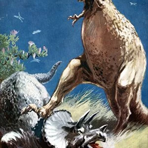 Tricerotops, a horned dinosaur, held down by Tyrannosaur. Artists reconstruction