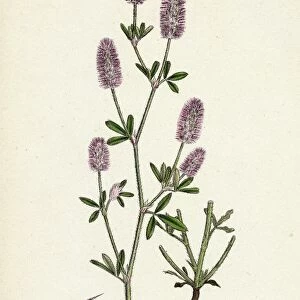 Trifolium arvense, Hare s-foot Trefoil