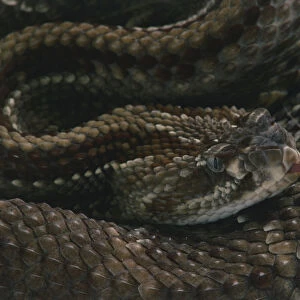 Tropical Rattlesnake (Crotalus durissus) showing its forked tongue, close up