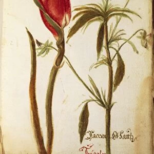 Tulip (Tulipa bellissimo), and Tricolor Herba Trinitis, Liverwort (Hepatica Nobilis), illustration by Marco del Carro, 1627