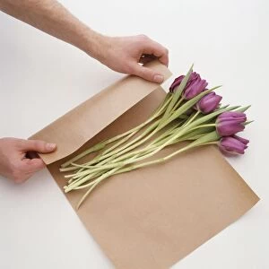 Tulips being wrapped in brown paper before being placed in conditioning solution