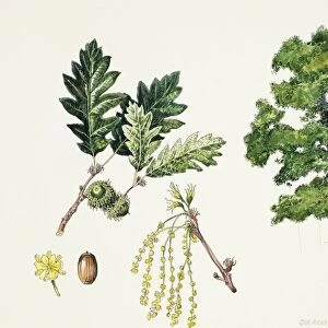 Turkey Oak (Quercus cerris), plant with flowers, leaves and glands, illustration