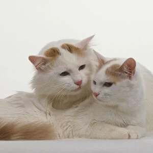 Two Turkish Van Cats (Felis sylvestris catus) cuddling