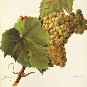 Turruntes grape, illustration by J. Troncy