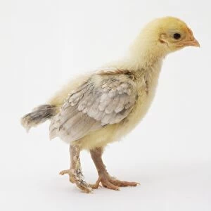 Two-week-old chick (Gallus gallus) with yellow and grey-brown plumage, side view