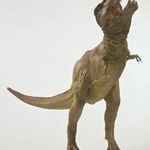 Tyrannosaurus Rex, head raised, mouth open, tail extended