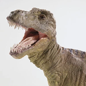 Tyrannosaurus Rex model head, mouth wide open, close-up