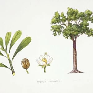 Uapaca thouarsii plant with flower, leaf and drupe, illustration