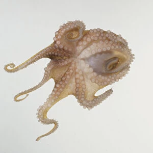 Underside view of Common Octopus, Octopus vulgaris