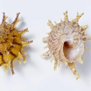 Top and underside view of Girgyllus star shell (Bolma girgyllus)