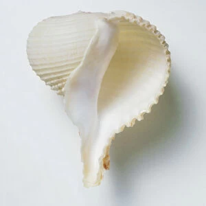 Underside view of Rapa snail shell (Rapa rapa)