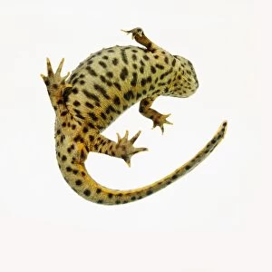 Underside view of Sharp-ribbed salamander (Pleurodeles waltl)