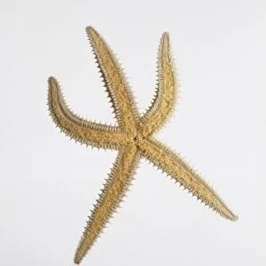 Underside view of Spiny starfish (Marthasterias glacialis)