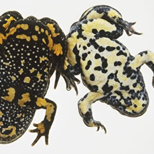 Underside of Yellow Bellied Toad and European Fire Bellied Toad