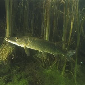 Underwater image of a long thin pike fish with a pronounced mouth in murky green water and reeds