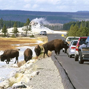 Usa, wyoming, yellowstone national park, firehole lake drive, bison (bison bison
