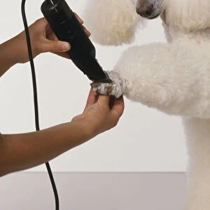 Using clippers to trim fur from feet of white Standard Poodle