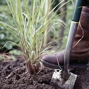 Using garden spade to lift tender plants