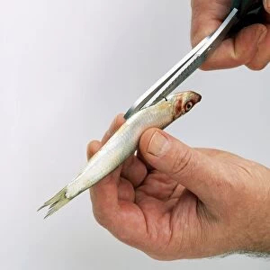Using scissors to cut along belly of sprat
