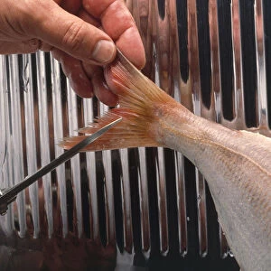 Using scissors to trim tail of raw fish into V shape over metal grill, close-up