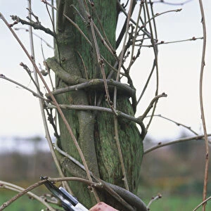 Using secateurs to prune a wisteria attached to a wooden support