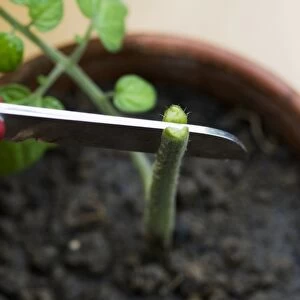 Using sharp knife to make vertical cut in rootstock stem of tomato plant