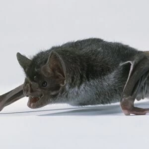 Vampire bat (Desmodus rotundus) on ground on all fours with open mouth