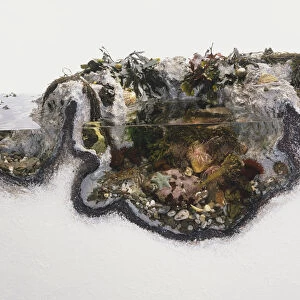 Various animals and plant species in a rock pool, cross-section side view