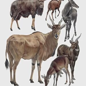 Various mammals of the artiodactyl family