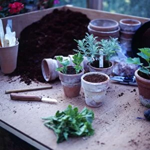Various terracotta flower pots, seedlings, compost and plant labels in a potting tray
