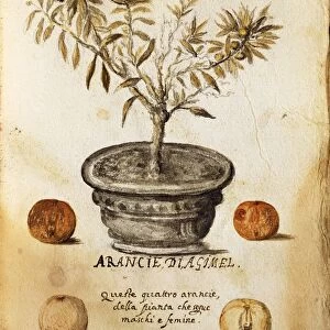 Vase with orange tree (Citrus x sinensis), illustration by Marco del Carro, 1627