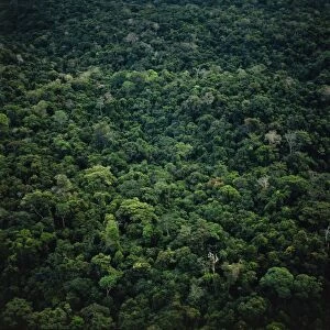 Venezuela, Amazonas State, Aerial view of Amazon rainforest