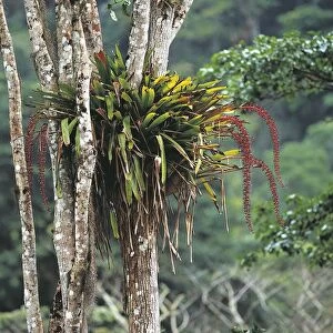 Venezuela, Monagas, Guacharo National Park, rainforest with epiphytes (aechemea paniculigera)